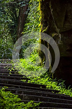 Taiwan, Xitou, forest, protected area, forest trail