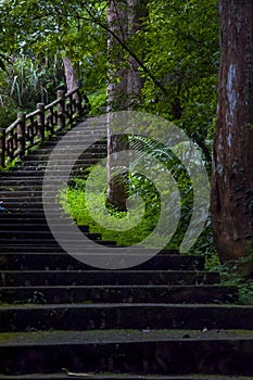 Taiwan, Xitou, forest, protected area, forest trail