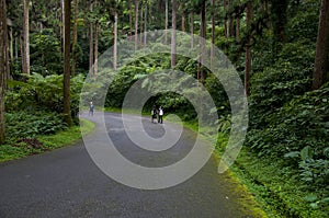 Taiwan, Xitou, forest, protected area, forest trail