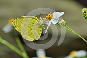 Taiwan Yellow Butterfly photo