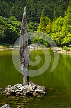 Taiwan, Yilan County, forest, mountain lake, Mingchi, dead wood