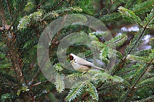 Taiwan Yuhina