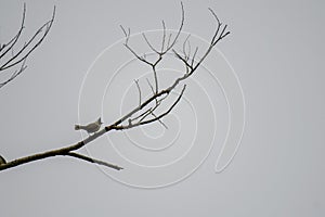 Taiwan Yuhina`s standing dead branches reveal her beautiful figure!