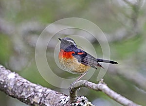 Taiwanblauwstaart, Collared Bush-Robin, Luscinia johnstoniae