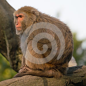 Formosan rock macaque monkey looking at sunset