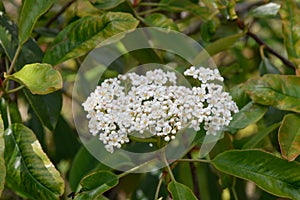 Taiwanese Photinia serratifolia, umbel of fragrant white flowers