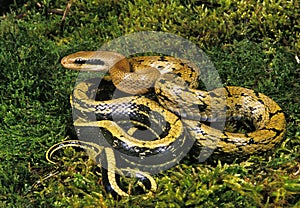 TAIWANESE RAT SNAKE elaphe taeniura, ADULT STANDING ON MOSS