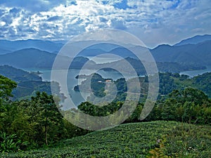 Taiwanese Tea Plantation photo