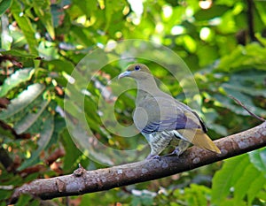 Taiwanpapegaaiduif, Taiwan Green-Pigeon, Treron formosae