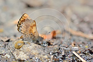 Taiwans smallest butterflies,natural water absorption butterfly( Freyeria putli formosanus)