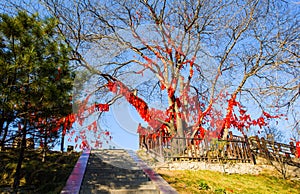 Taiyuan scene-Prayer trees of Kaihuo temple