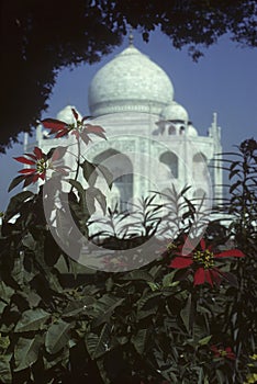 Taj Mahal, framed by pointsettias