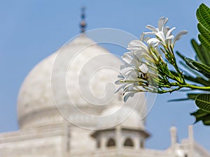 The Taj Mahal a monument of love and sorrow, Agra, India in a different angle with flower.