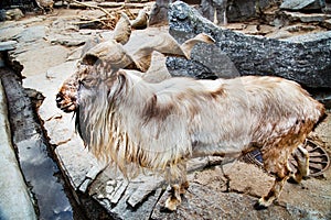 Tajik screw-horned goat (Markhur) with beautiful unusual horns on a sunny day