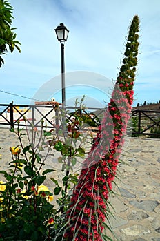 Tajinaste ( Echium wildpretii) flower. photo