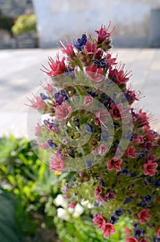 Tajinaste flowers or Echium wildpretii in Vilaflor mountain village,Tenerife,Canary Islands,Spain. photo