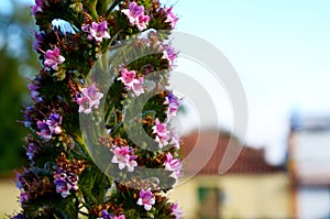 Tajinaste flowers or Echium wildpretii in Vilaflor mountain village,Tenerife,Canary Islands,Spain.Tower of jewels blossom plant. photo