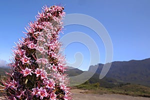 Tajinaste rosado, Caldera de Taburiente National Park, Canary Islands, Spain photo