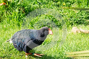 Takahe, rare New Zealand indigenous flightless bird