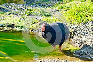 Takahe, rare New Zealand indigenous flightless bird