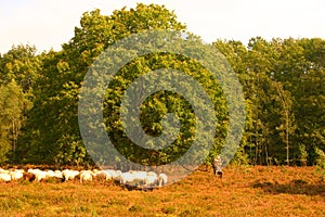 Take care of the sheeps