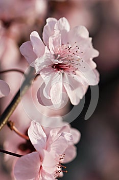 Take a close shot of a beautiful fresh pink peach flower