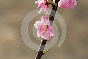 Take a close shot of a beautiful fresh pink peach flower