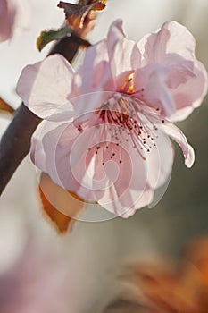 Take a close shot of a beautiful fresh pink peach flower