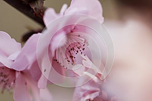 Take a close shot of a beautiful fresh pink peach flower