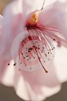 Take a close shot of a beautiful fresh pink peach flower