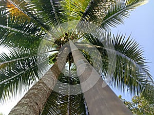 Take a Green Coconut tree  by bambu pole photo