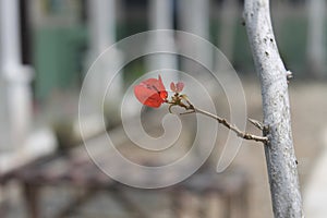 Take macro red Bougenville on the branch