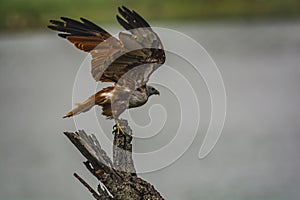 Take off: Brahminy Kite Juvenile - Haliastur Indus