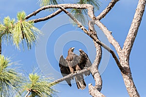 Take off of Juvenile bald eagle Haliaeetus leucocephalus  bird of prey