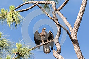 Take off of Juvenile bald eagle Haliaeetus leucocephalus  bird of prey