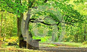 Take A Seat in the forest