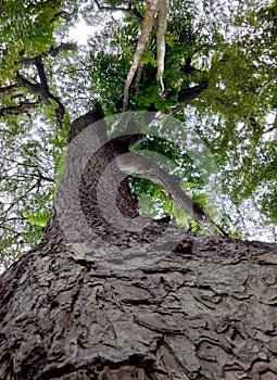 take shelter under a big tree