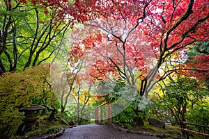 Beautiful and colorful maple trees in autumn garden