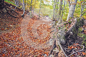 Take a walk through the forest to clear your mind and free your soul.