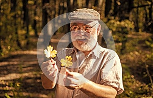 Take walk to wild side. Old man collect yellow leaves. Happy man enjoy autumn nature. Bearded man with grey hair on