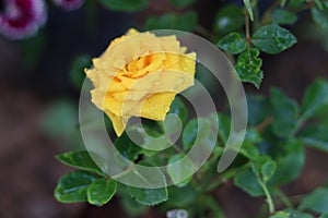 Taken by canon yellow rose naturelover