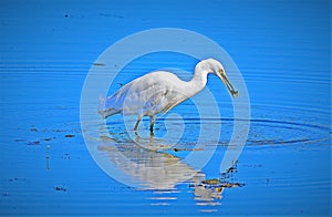 Egret reflecting on recent catch