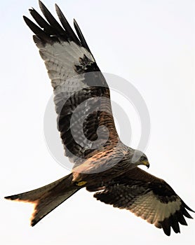 Redkite soaring over Harewood House, North Yorkshire. photo