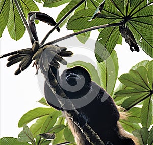 Howler Monkey feeding in Santa Elena Cloudforest Reserve, Costa Rica. photo
