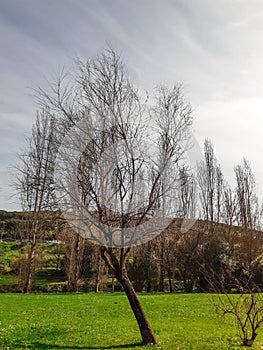 Dramatic Sky and the Branches - Tree Lovers photo