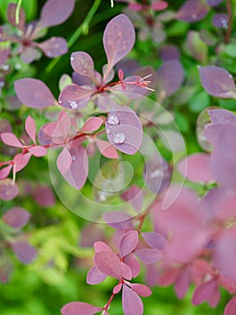 Leaves and water droplets