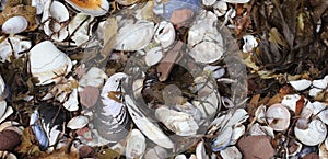 Taken for the pattern a group of broken and unbroken shells at the beach.