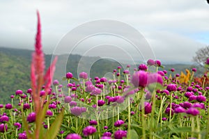 Purple Flowers overlooking the mountain at Sirao