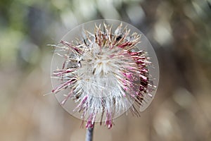 Milk Thistle Silybum marianum head.