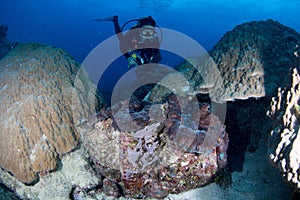 Diver near a giant clam